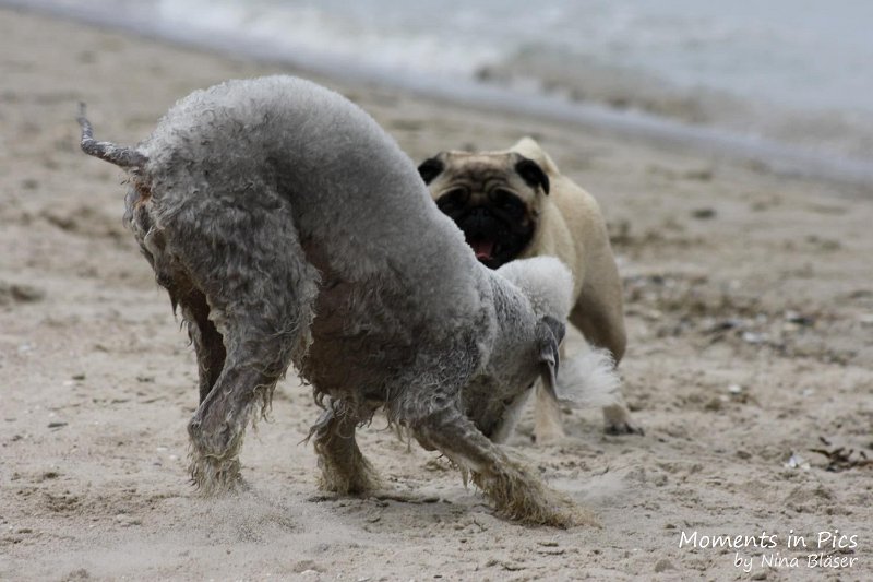 2010-06-26 Arc-en-ciel Arlequin (35).jpg